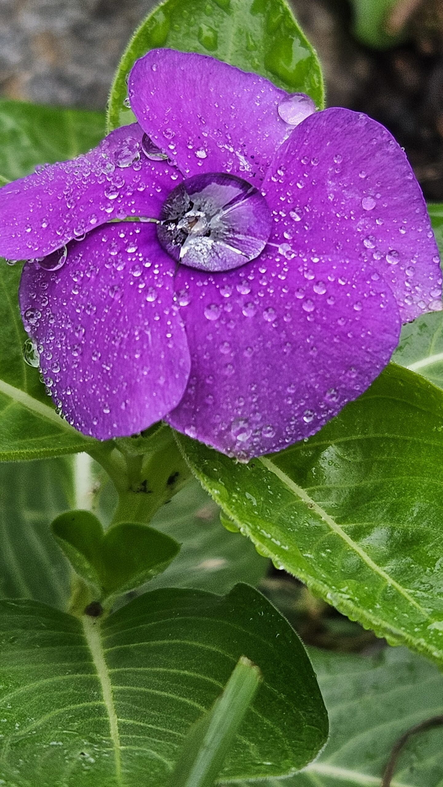 Flower Pic of the Day